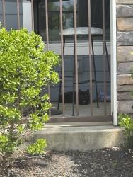 Found/Stray Unknown Cat last seen Sweeten creek, Asheville, NC 28803