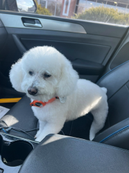 Lost Female Dog last seen Hamilton mason, Lesourdsville West Chester Rd, Liberty Township, OH 45011