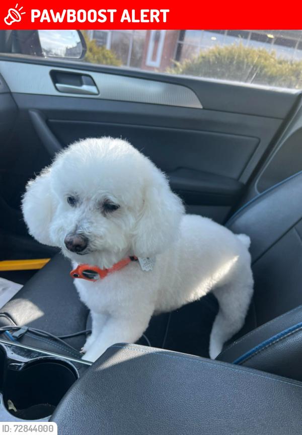 Lost Female Dog last seen Hamilton mason, Lesourdsville West Chester Rd, Liberty Township, OH 45011