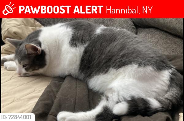 Lost Male Cat last seen State route 104, Hannibal, NY 13111