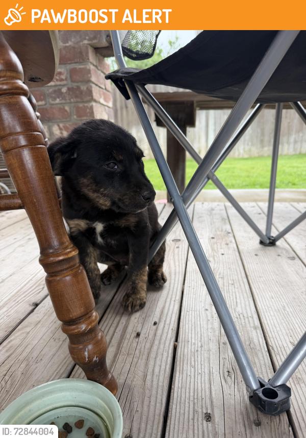 Found/Stray Male Dog last seen Hart, Stanislaus County, CA 95358