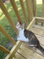 Found/Stray Unknown Cat last seen Esquire road , Richmond, VA 23235