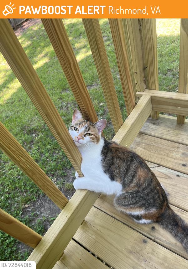 Found/Stray Unknown Cat last seen Esquire road , Richmond, VA 23235