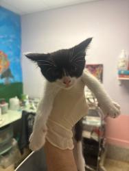 Shelter Stray Female Cat last seen Bexar County, New Braunfels, TX 78130