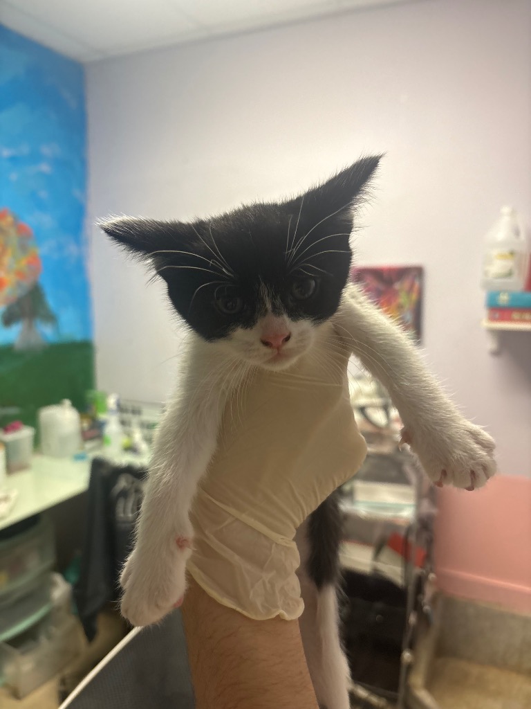 Shelter Stray Female Cat last seen Bexar County, New Braunfels, TX 78130