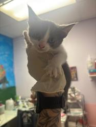 Shelter Stray Female Cat last seen Bexar County, New Braunfels, TX 78130
