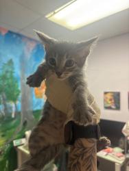 Shelter Stray Female Cat last seen Bexar County, New Braunfels, TX 78130