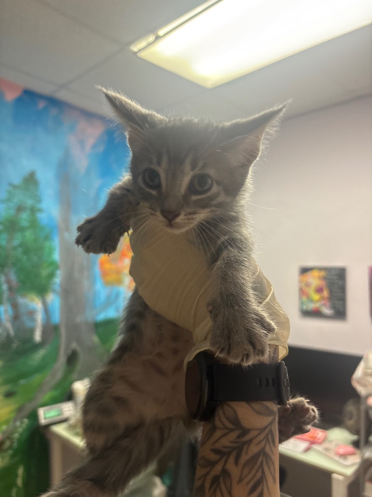 Shelter Stray Female Cat last seen Bexar County, New Braunfels, TX 78130