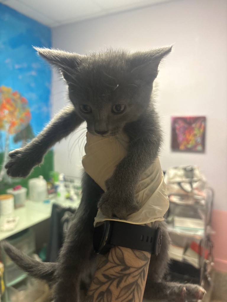 Shelter Stray Female Cat last seen Bexar County, New Braunfels, TX 78130