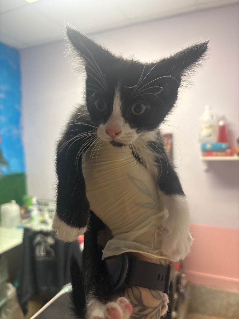 Shelter Stray Female Cat last seen Bexar County, New Braunfels, TX 78130