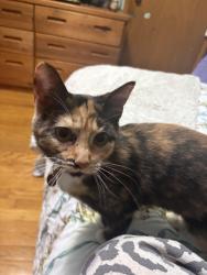 Lost Female Cat last seen Toledo road church of Christ , Lorain, OH 44055