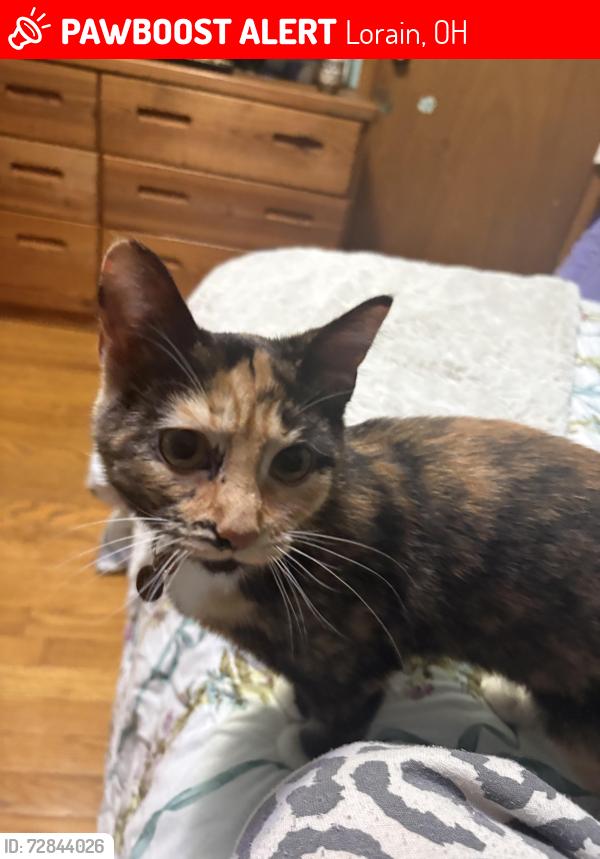 Lost Female Cat last seen Toledo road church of Christ , Lorain, OH 44055