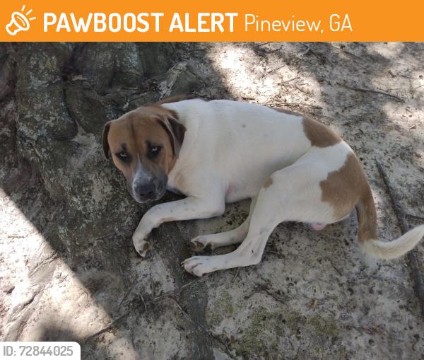 Found/Stray Male Dog last seen Finleyson, Pineview, GA 31071
