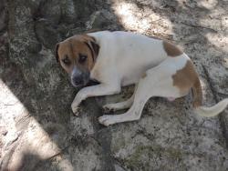 Found/Stray Male Dog last seen Finleyson, Pineview, GA 31071