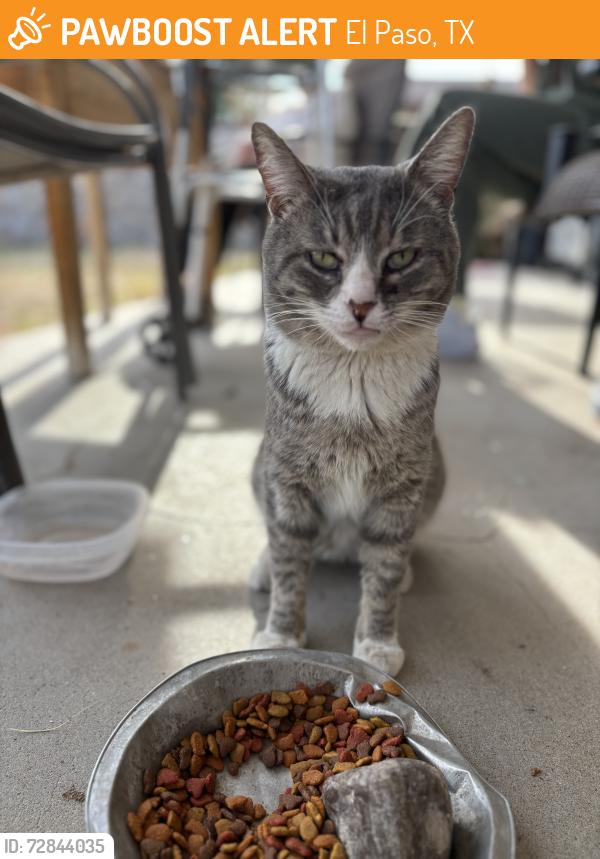 Found/Stray Unknown Cat last seen Yarbrough , El Paso, TX 79925