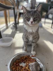 Found/Stray Unknown Cat last seen Yarbrough , El Paso, TX 79925