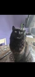 Lost Male Cat last seen Leven road/st catherines mews, North Lincolnshire, England DN16 2NE