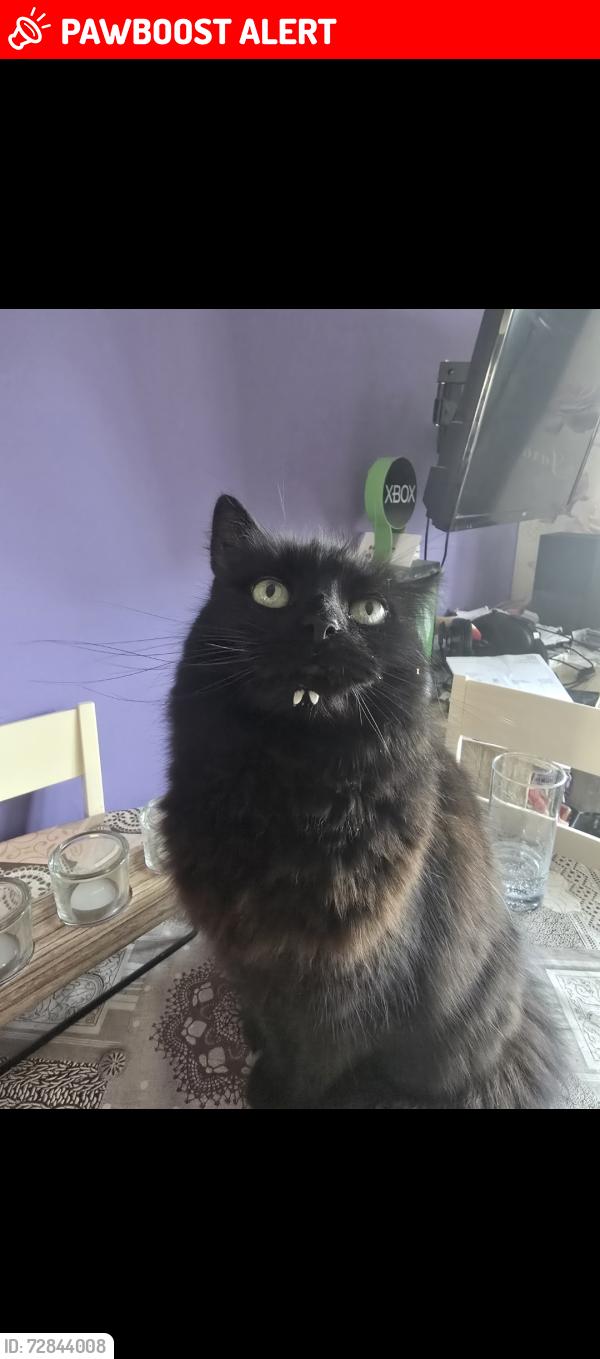 Lost Male Cat last seen Leven road/st catherines mews, North Lincolnshire, England DN16 2NE