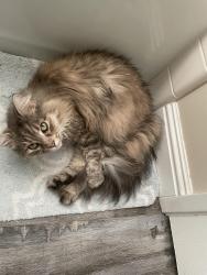 Lost Female Cat last seen Saint John and Sullivan, Concord, CA 94518