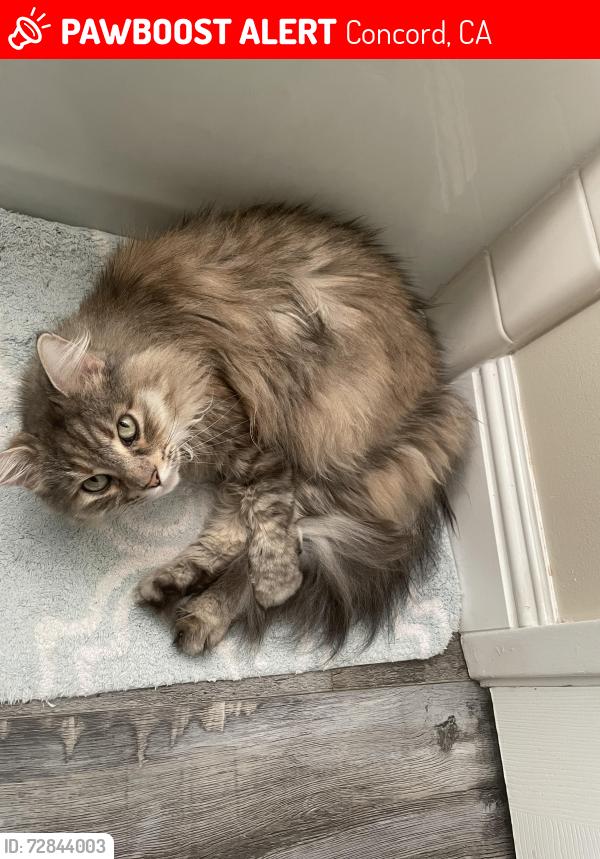 Lost Female Cat last seen Saint John and Sullivan, Concord, CA 94518