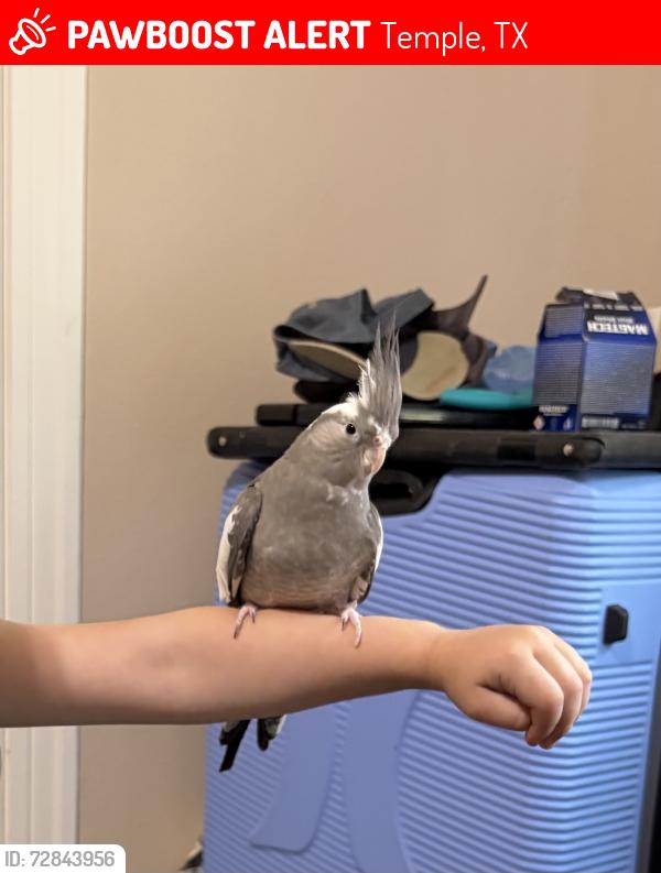 Lost Female Bird last seen W Ave D and s 41st street near Charlie cues, Temple, TX 76504