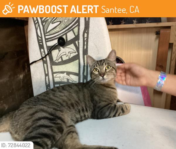 Found/Stray Male Cat last seen Santee lakes, Santee, CA 92071