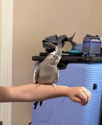 Lost Female Bird last seen W Ave D and s 41st street near Charlie cues, Temple, TX 76504