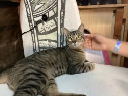 Found/Stray Male Cat last seen Santee lakes, Santee, CA 92071