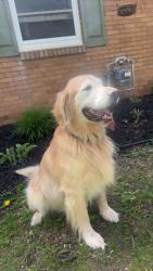 Found/Stray Male Dog last seen Near Durant St, Lansing, MI 48915