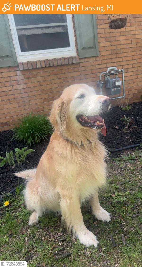 Found/Stray Male Dog last seen Near Durant St, Lansing, MI 48915