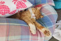 Lost Male Cat last seen Stafford rd, West Linn, OR 97068