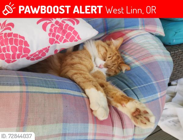 Lost Male Cat last seen Stafford rd, West Linn, OR 97068