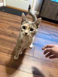 Found/Stray Female Cat last seen Curly Shawarma, Western & Laura Ave. , West Peoria, IL 61604