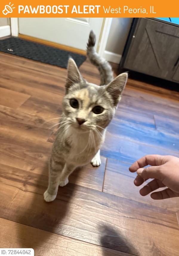 Found/Stray Female Cat last seen Curly Shawarma, Western & Laura Ave. , West Peoria, IL 61604