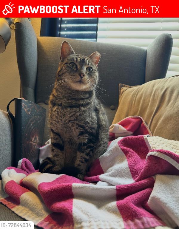 Lost Female Cat last seen Lomita Springs and Cypress Mill, San Antonio, TX 78247
