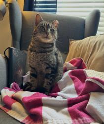 Lost Female Cat last seen Lomita Springs and Cypress Mill, San Antonio, TX 78247