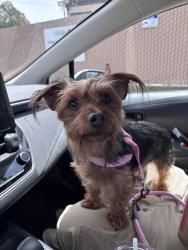 Found/Stray Female Dog last seen Godfrey St. & Tremont St. Coast Highway Sprinter station, Oceanside, CA 92054