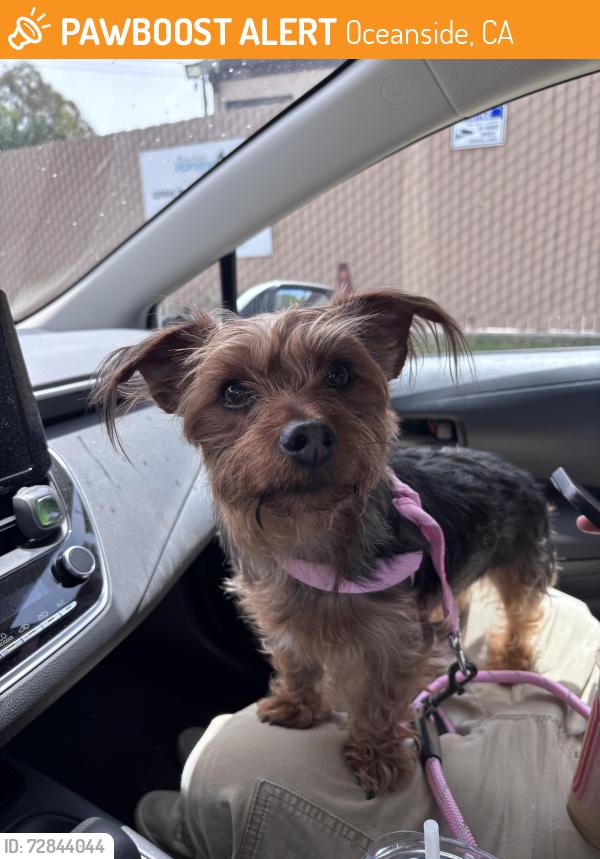 Found/Stray Female Dog last seen Godfrey St. & Tremont St. Coast Highway Sprinter station, Oceanside, CA 92054