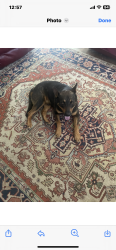 Found/Stray Male Dog last seen North San Jose and Park Street, Stockton, CA 95203