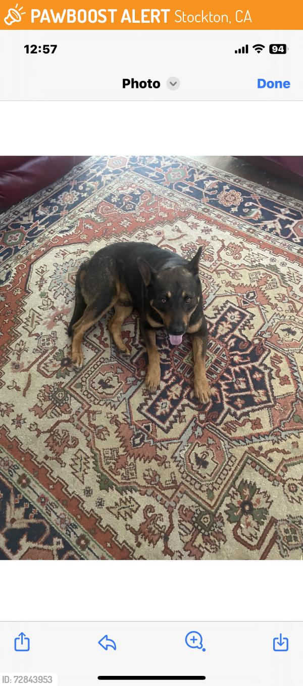 Found/Stray Male Dog last seen North San Jose and Park Street, Stockton, CA 95203