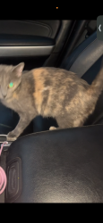 Lost Female Cat last seen Frankford ave, Andalusia, PA 19020