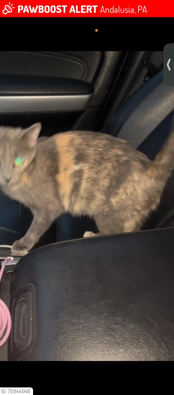 Lost Female Cat last seen Frankford ave, Andalusia, PA 19020