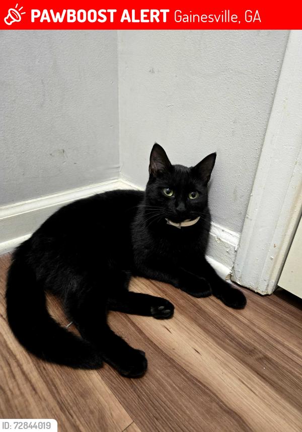 Lost Female Cat last seen Sycamore Ridge Apto, Gainesville, GA 30504