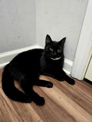 Lost Female Cat last seen Sycamore Ridge Apto, Gainesville, GA 30504