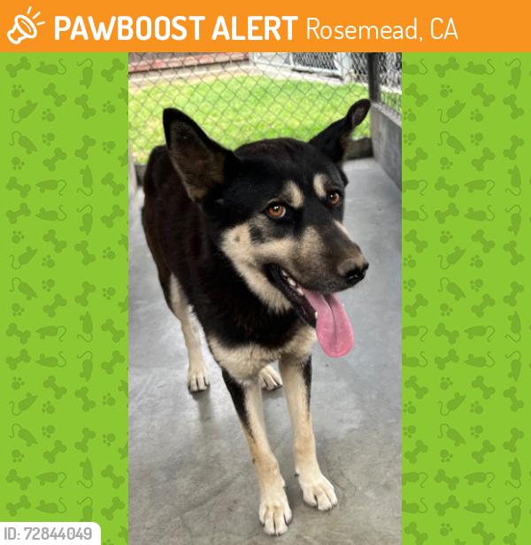 Found/Stray Unknown Dog last seen Earle Avenue, Rosemead, CA 91770
