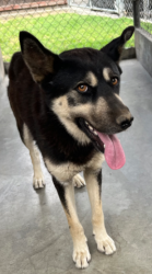 Found/Stray Unknown Dog last seen Earle Avenue, Rosemead, CA 91770