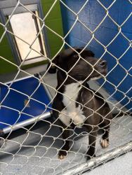 Found/Stray Female Dog last seen Ymca, Oklahoma City, OK 73120