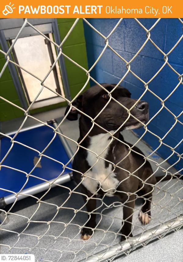 Found/Stray Female Dog last seen Ymca, Oklahoma City, OK 73120