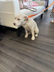 Found/Stray Female Dog last seen Jjj, Oklahoma City, OK 73120
