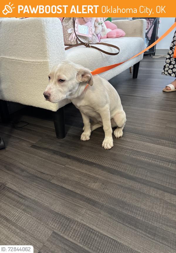 Found/Stray Female Dog last seen Jjj, Oklahoma City, OK 73120